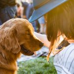 Tips On Choosing A Dog Trainer