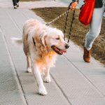 How to Use a Flexi-Leash Safely