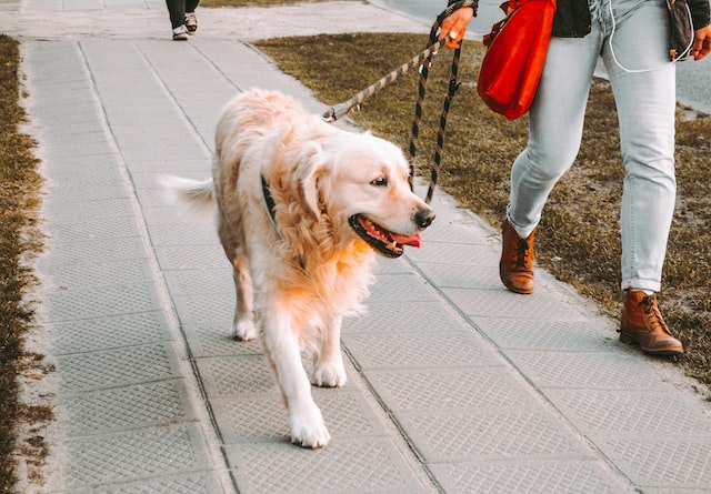 How to Use a Flexi-Leash Safely