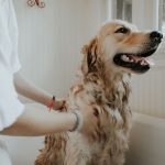 dog breath treatment