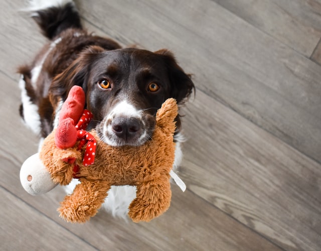 Dogs Love toy