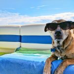 Things Dogs Love About Summer