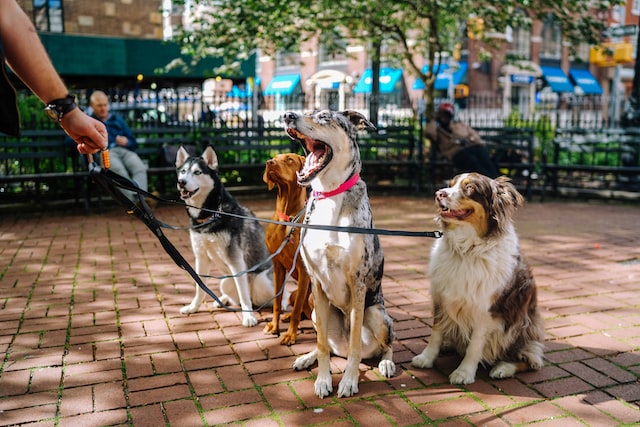 Taking Your Dog to the Park: 5 Things to Bring