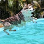 Swim With Your Dog