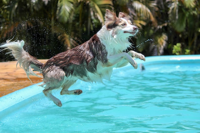 Swim With Your Dog