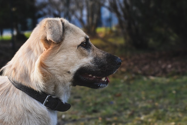 Anatolian Shepherds: Working Dogs with Business Mind