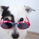 Dog Eye Health