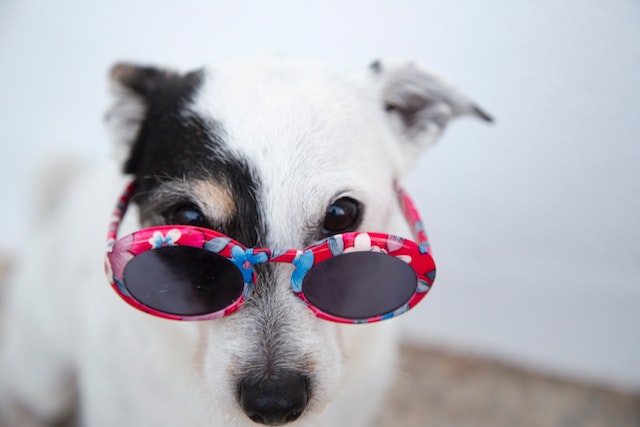 Dog Eye Health