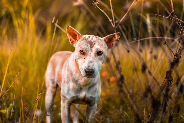 Treating Dog Gum Disease