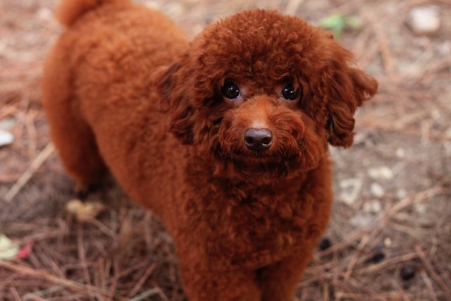 When Do Poodles Lose Their Puppy Coat