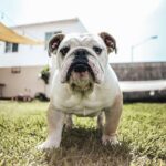 How To Potty Train a French Bulldog