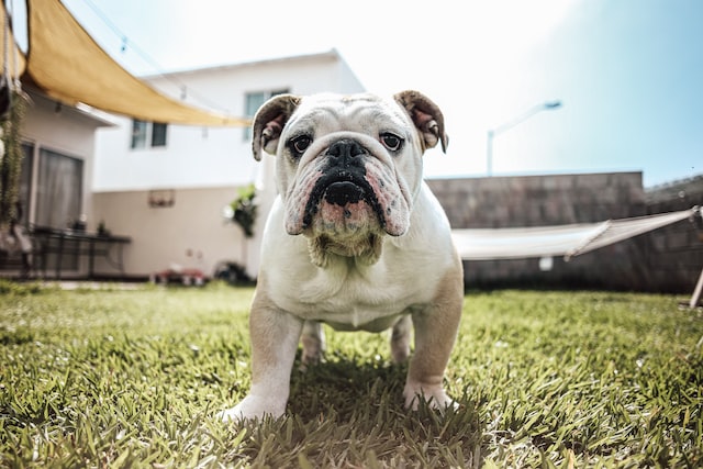 How To Potty Train a French Bulldog