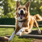 dog training and rehabilitation