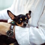 Tiny Dog Care: Essential Tips for Small Breed Owners